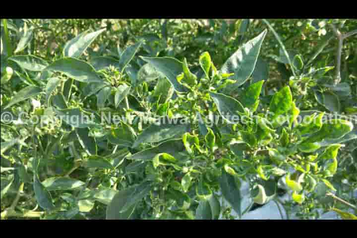 organic certified antivirus for leaf curl virus in india